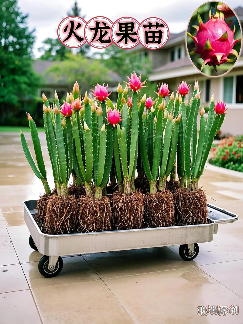 盆栽火龙果苗多久能结果？-第1张图片-吾爱花网