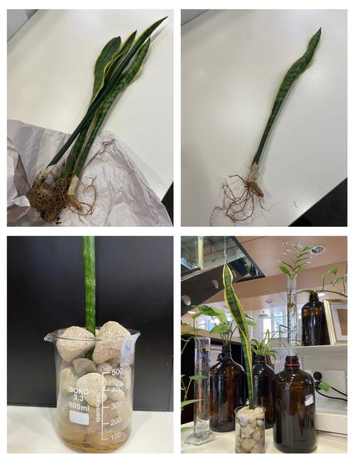 虎皮兰水培水位多少合适？-第2张图片-吾爱花网