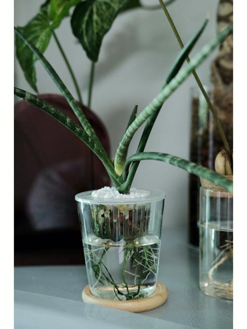 虎皮兰水培水位多少合适？-第3张图片-吾爱花网