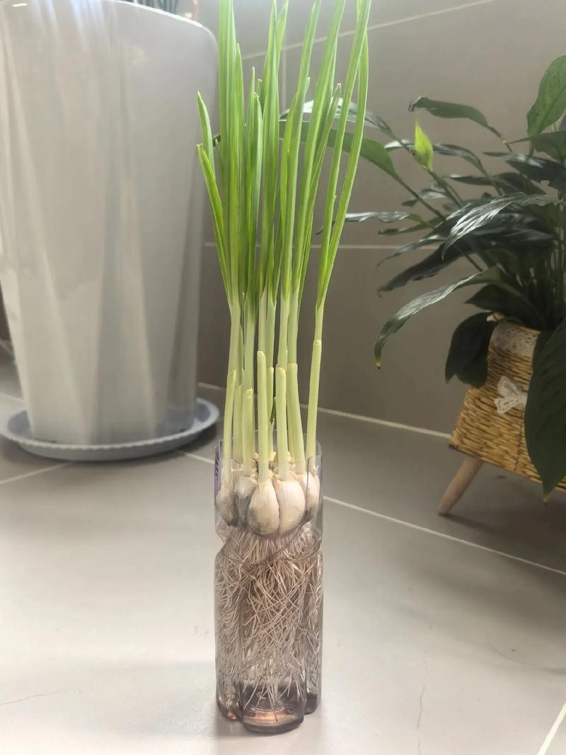水培大蒜发臭了还能吃吗?-第1张图片-吾爱花网 水培大蒜发臭了还能吃吗?-第1张图片-吾爱花网