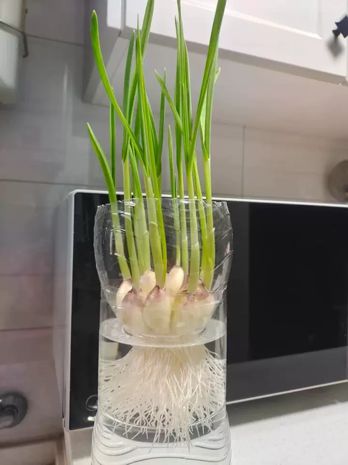 水培大蒜发臭了还能吃吗?-第3张图片-吾爱花网 水培大蒜发臭了还能吃吗?-第3张图片-吾爱花网