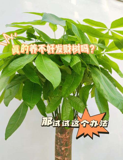 发财树水培改土培要注意什么？-第2张图片-吾爱花网