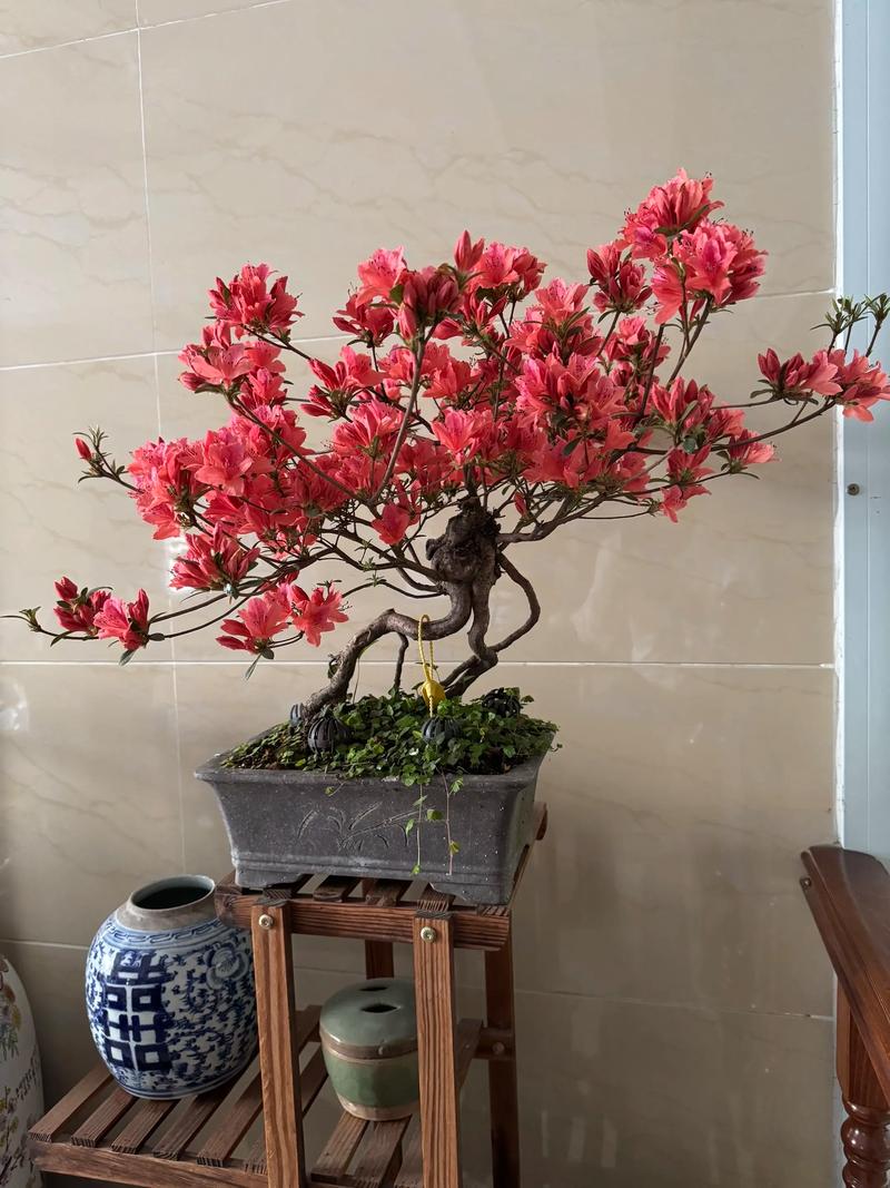 夏天盆栽映山红怎么养？-第1张图片-吾爱花网