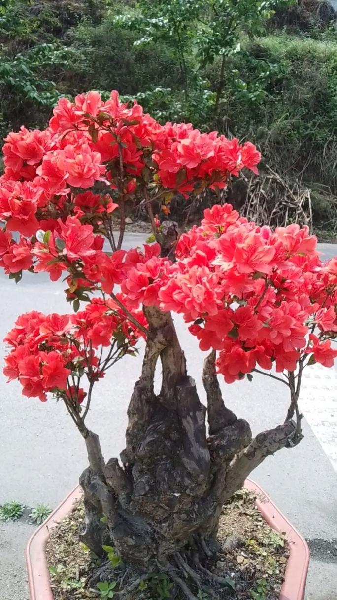 夏天盆栽映山红怎么养？-第2张图片-吾爱花网