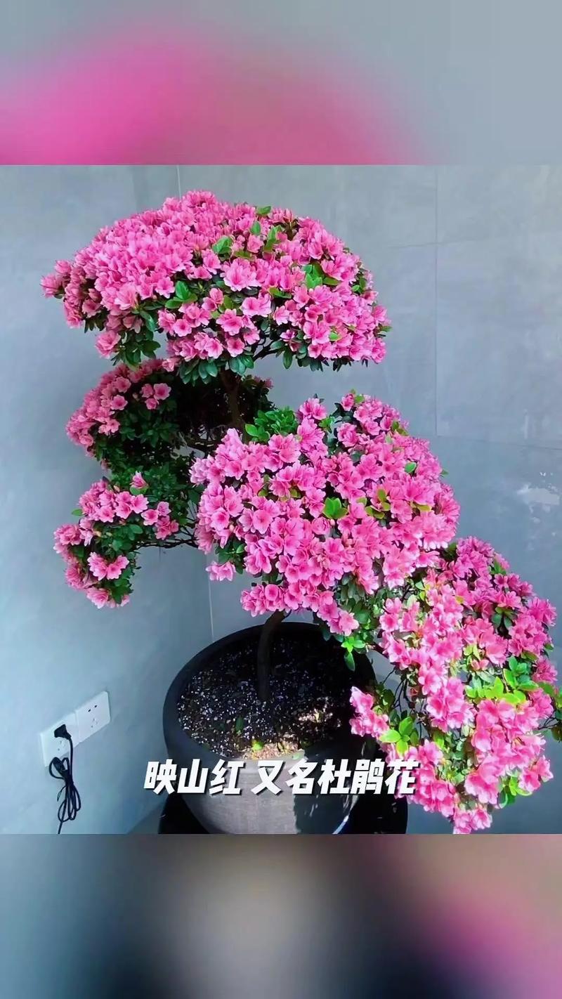 夏天盆栽映山红怎么养？-第3张图片-吾爱花网