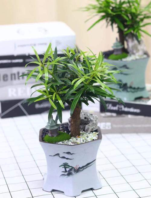日本罗汉松土培转水培怎么转？-第1张图片-吾爱花网