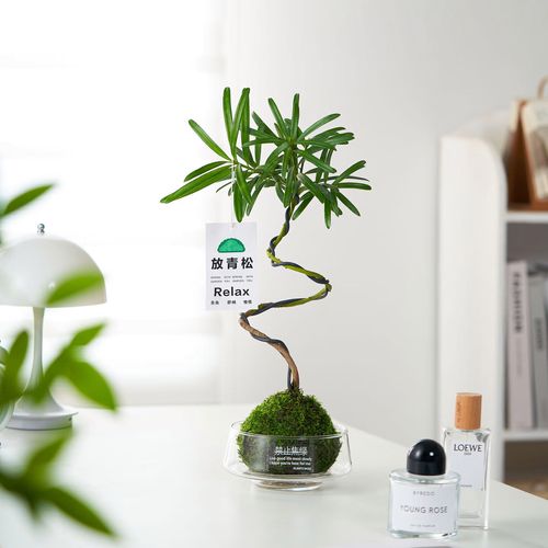 日本罗汉松土培转水培怎么转？-第2张图片-吾爱花网