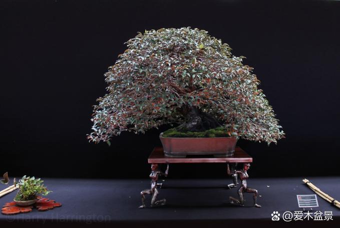 日本罗汉松土培转水培怎么转？-第3张图片-吾爱花网