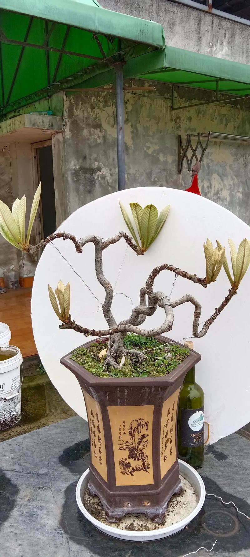 枇杷盆栽几年能结果？-第1张图片-吾爱花网