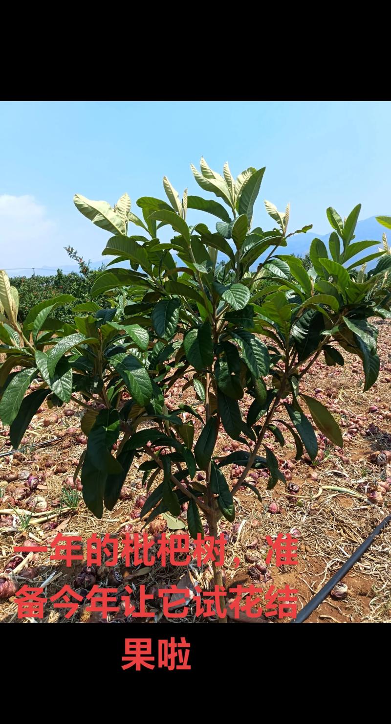 枇杷盆栽几年能结果？-第2张图片-吾爱花网
