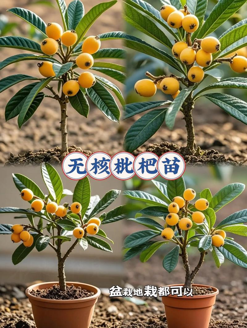 枇杷盆栽几年能结果？-第3张图片-吾爱花网