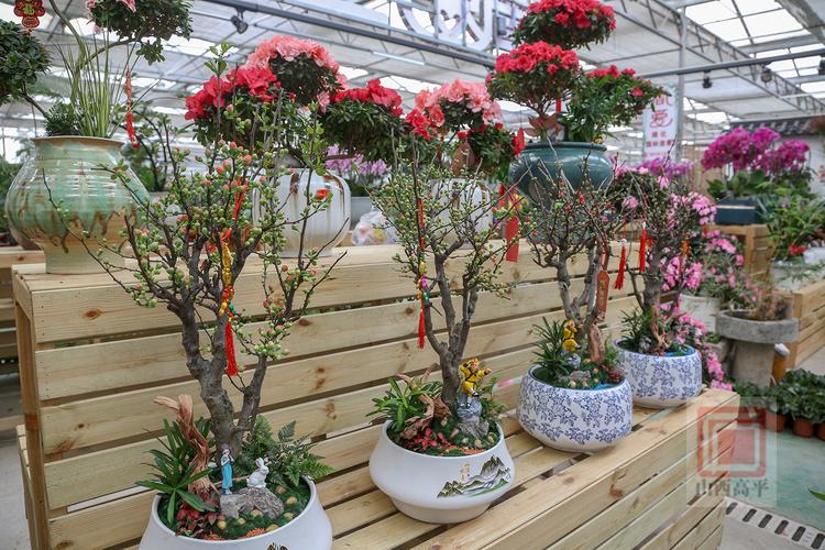 花木市场最新盆栽花卉有哪些热门品种？-第2张图片-吾爱花网