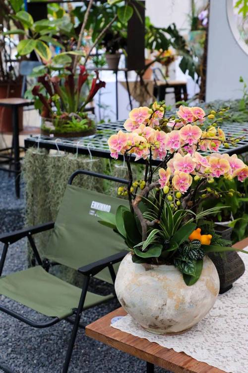 花木市场最新盆栽花卉有哪些热门品种？-第3张图片-吾爱花网