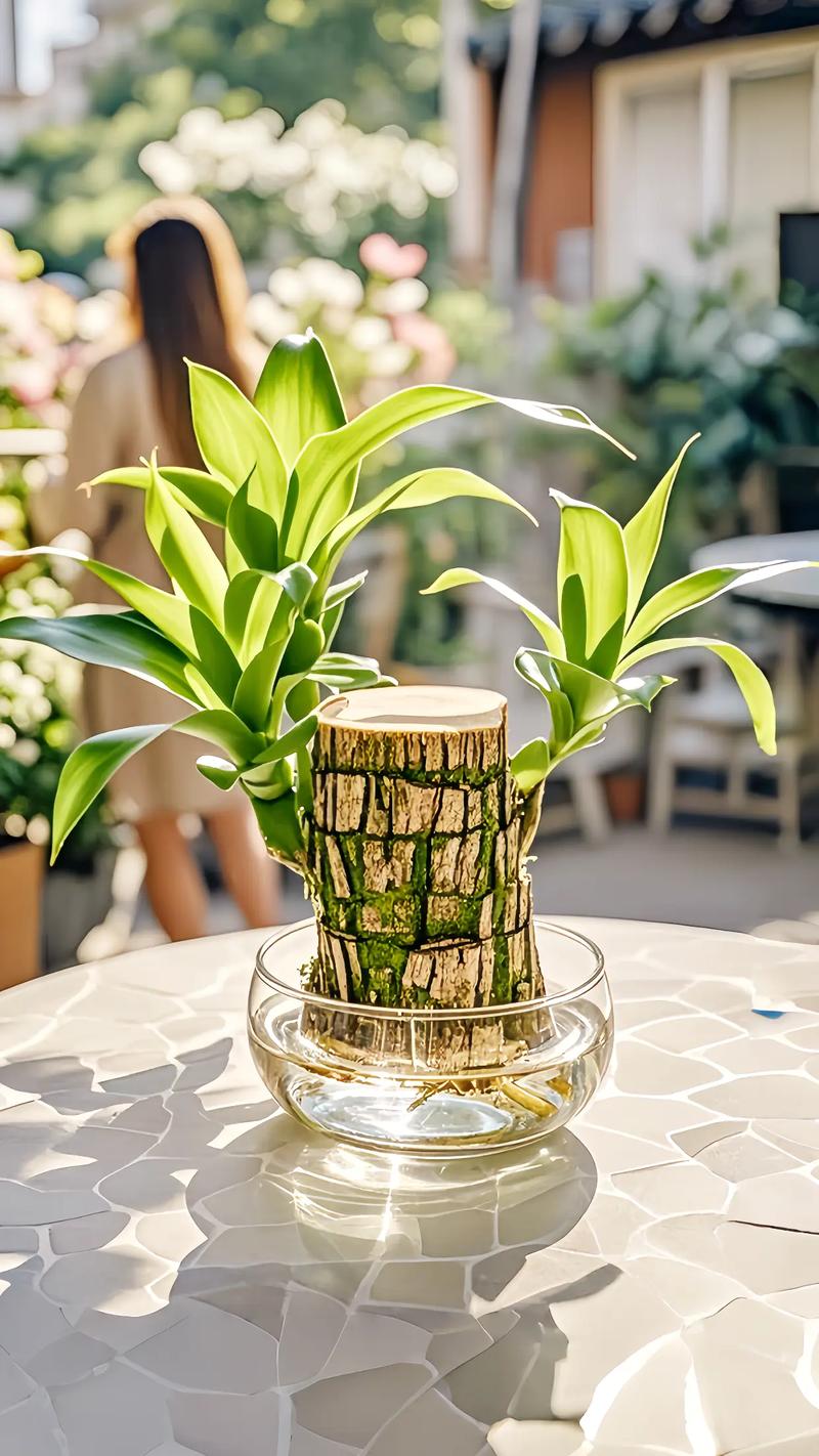 水培巴西木喜阳还是耐阴？-第2张图片-吾爱花网