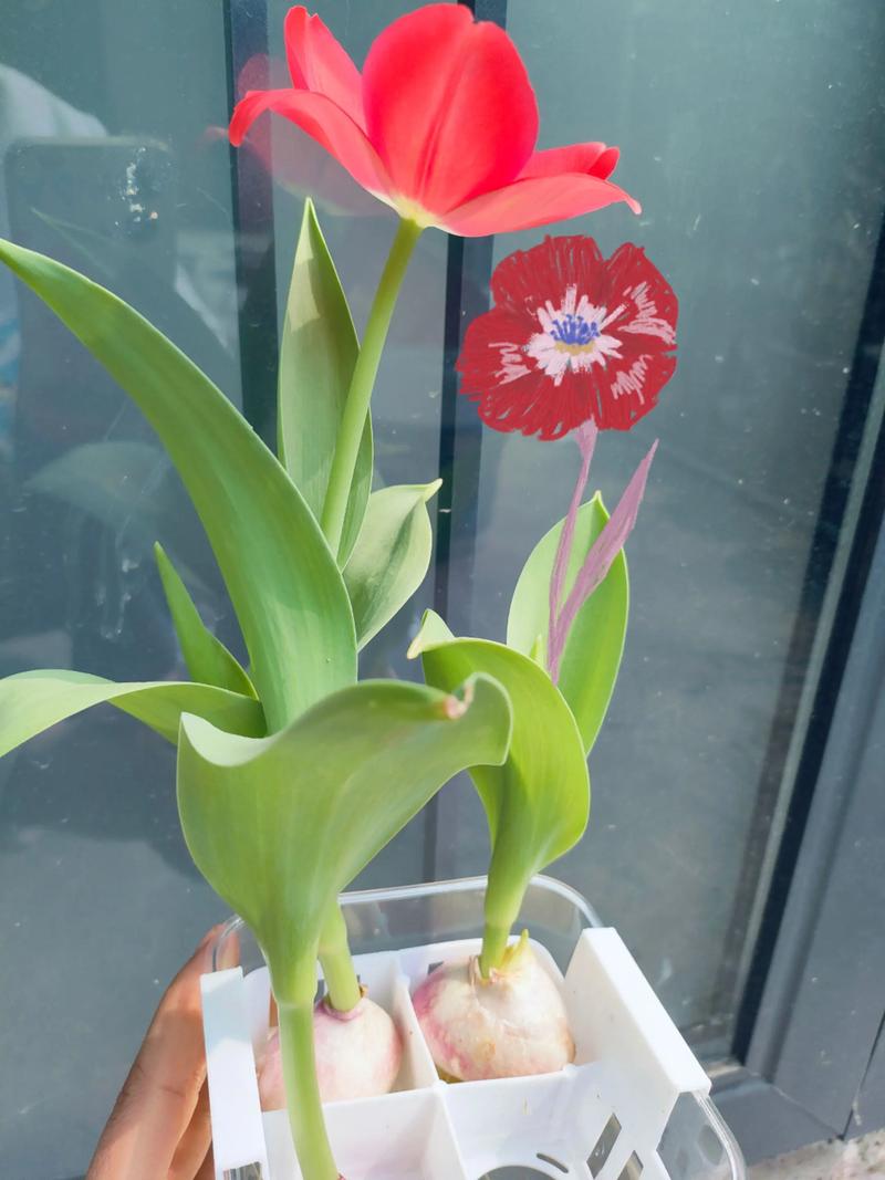 郁金香水培怎么养才开花？-第1张图片-吾爱花网