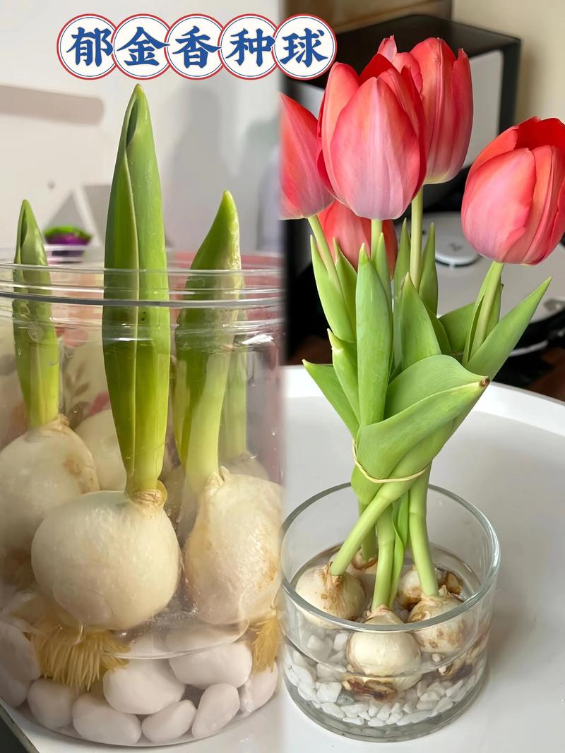 郁金香水培怎么养才开花？-第2张图片-吾爱花网