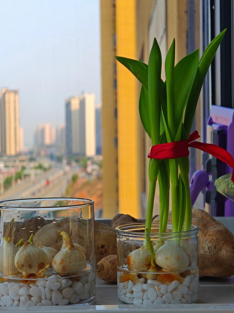 郁金香水培怎么养才开花？-第3张图片-吾爱花网