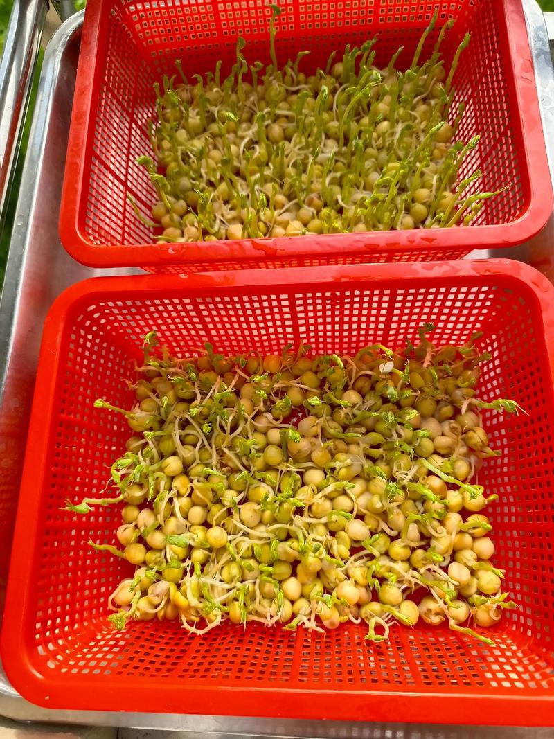 水培刚出根需晒太阳吗？-第2张图片-吾爱花网