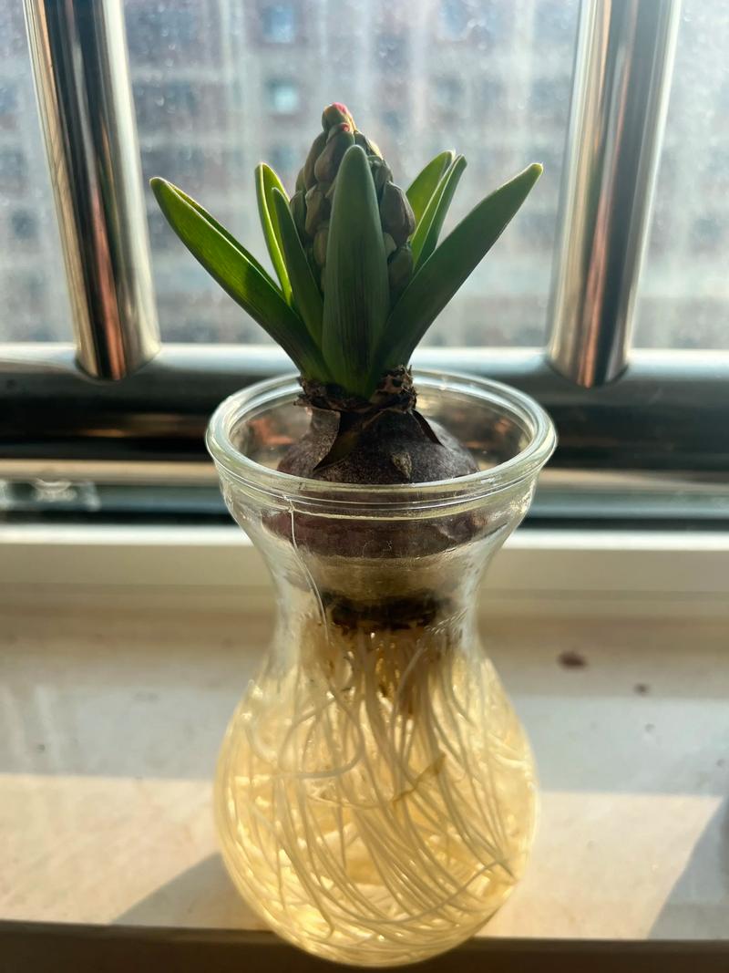 水培风信子好养活吗？能顺利开花吗？-第1张图片-吾爱花网