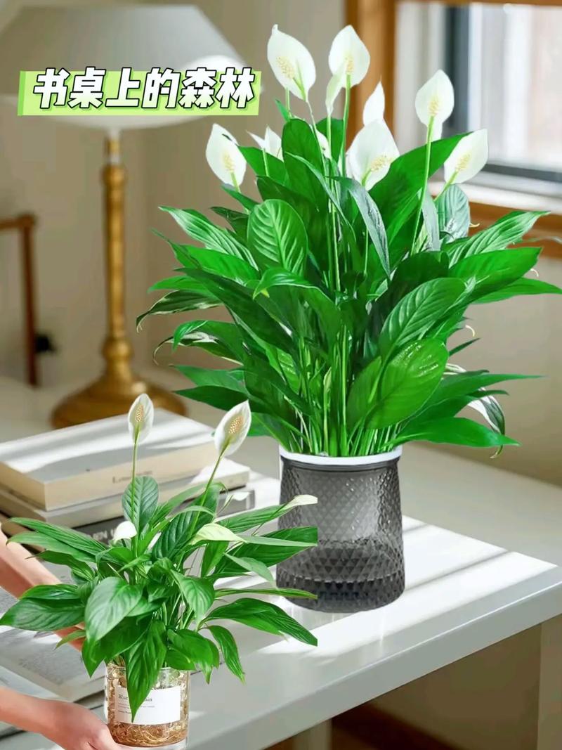 白掌水培必须加肥料吗？-第1张图片-吾爱花网