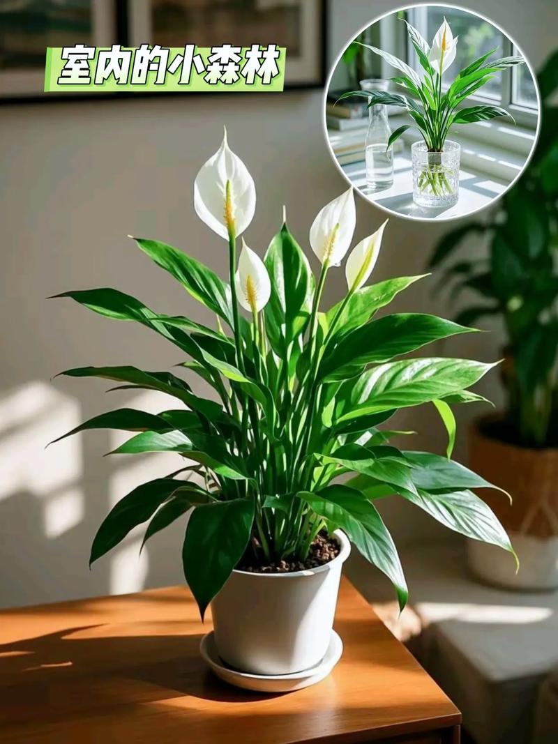 白掌水培必须加肥料吗？-第2张图片-吾爱花网