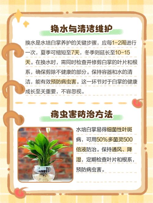 白掌水培必须加肥料吗？-第3张图片-吾爱花网