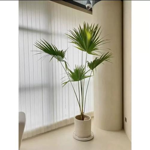 什么大型盆栽既耐寒又好养？-第1张图片-吾爱花网