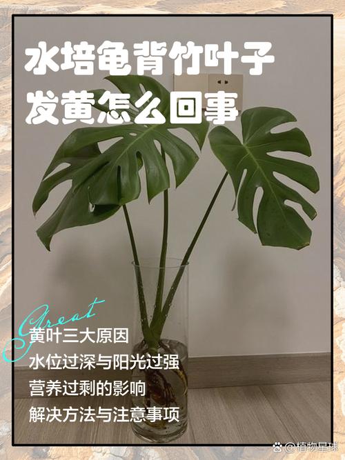 水培植物叶子发黄是何原因？-第1张图片-吾爱花网