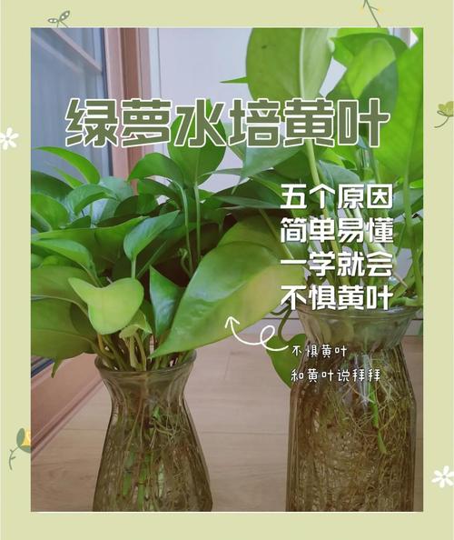 水培植物叶子发黄是何原因？-第2张图片-吾爱花网