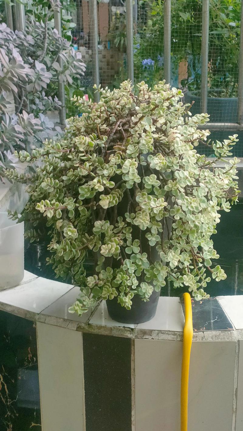 多肉雅乐之舞为何不长新叶?-第1张图片-吾爱花网 多肉雅乐之舞为何不长新叶?-第1张图片-吾爱花网