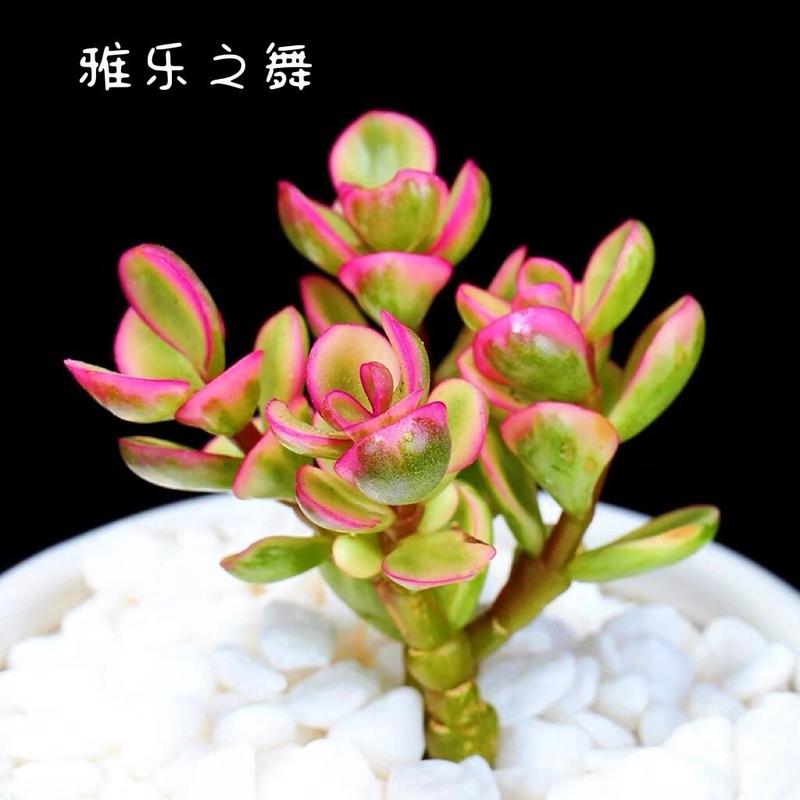 多肉雅乐之舞为何不长新叶?-第3张图片-吾爱花网 多肉雅乐之舞为何不长新叶?-第3张图片-吾爱花网