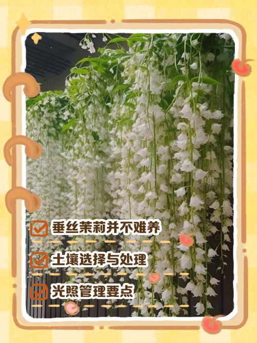 茉莉盆栽视频教程，新手怎么养才开花？-第2张图片-吾爱花网