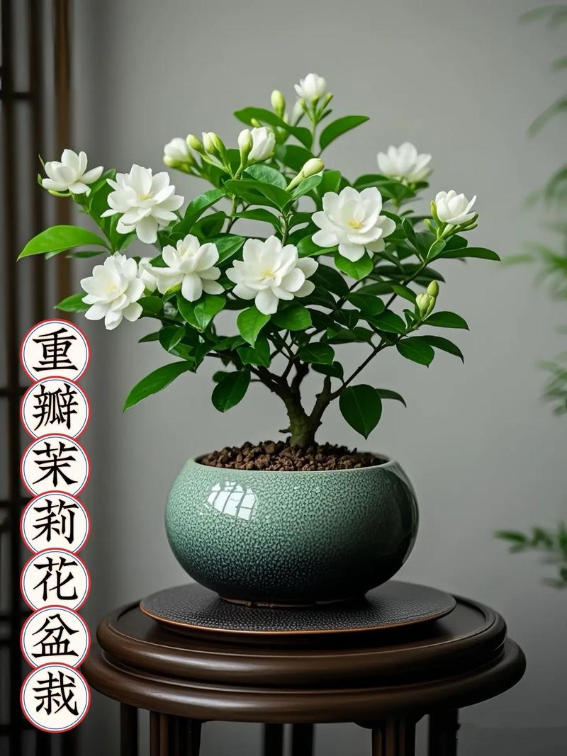 茉莉盆栽视频教程,新手怎么养才开花?-第3张图片-吾爱花网 茉莉盆栽视频教程,新手怎么养才开花?-第3张图片-吾爱花网