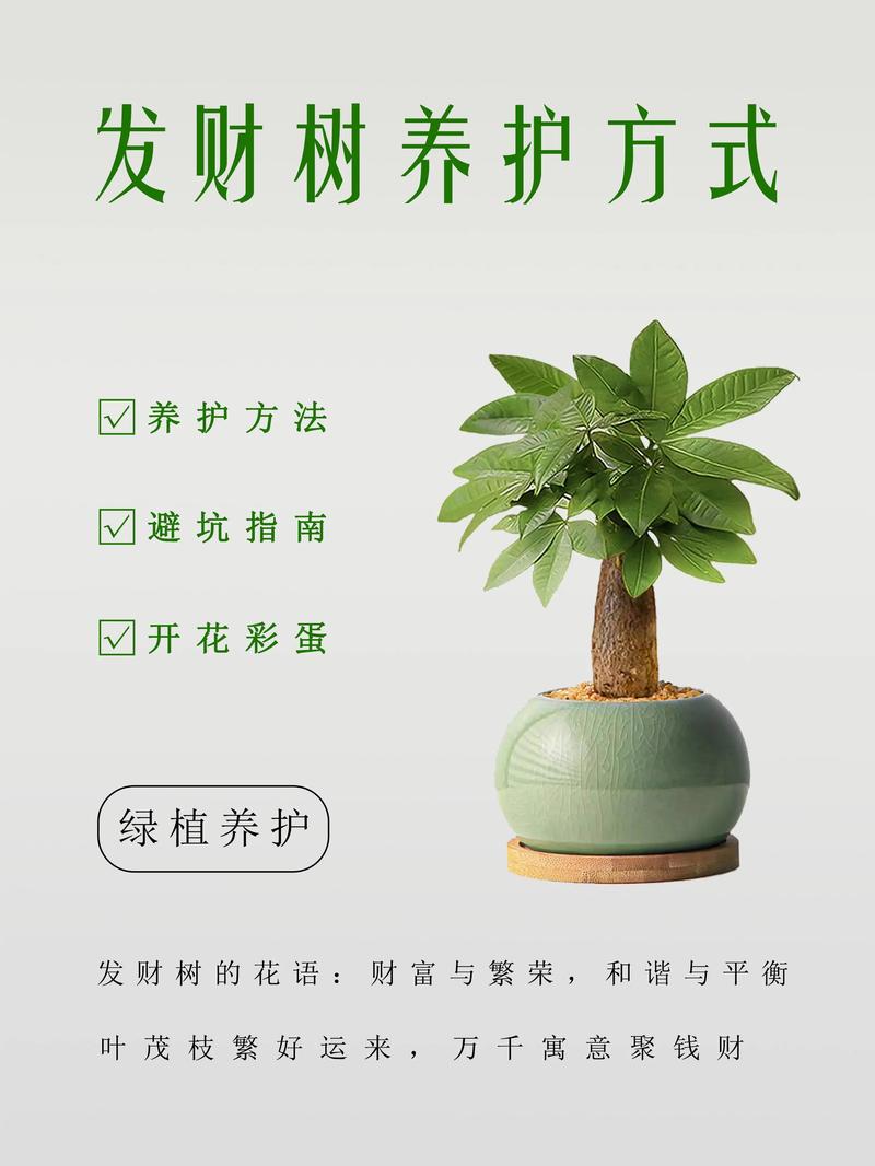 水培发财树要注意哪些问题?-第2张图片-吾爱花网 水培发财树要注意哪些问题?-第2张图片-吾爱花网