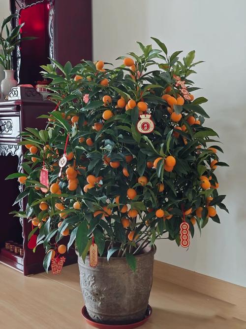家里养盆栽桔子树好不好？-第2张图片-吾爱花网