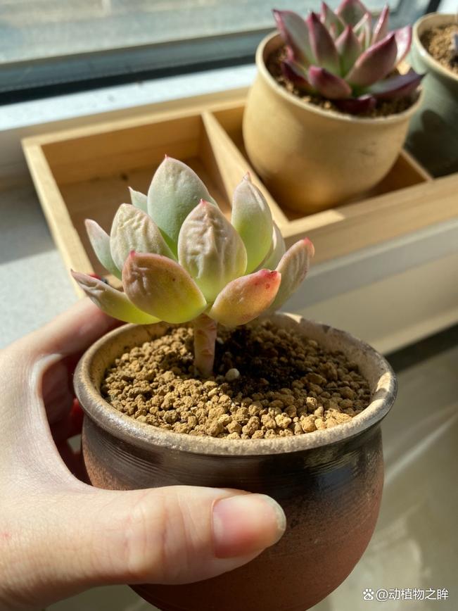 多肉外层叶子变软干瘪怎么办？-第1张图片-吾爱花网