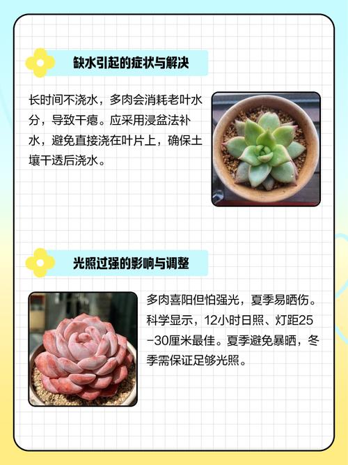 多肉外层叶子变软干瘪怎么办？-第2张图片-吾爱花网