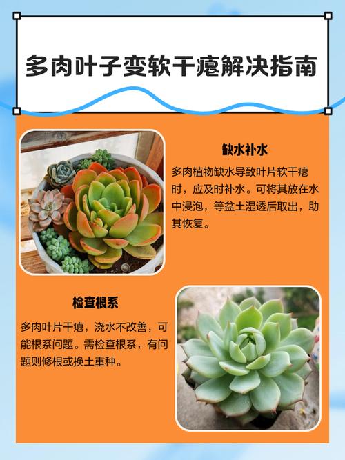 多肉外层叶子变软干瘪怎么办？-第3张图片-吾爱花网