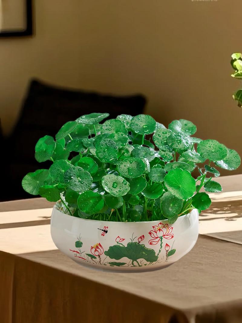 泡沫箱水培铜钱草可行吗?-第1张图片-吾爱花网 泡沫箱水培铜钱草可行吗?-第1张图片-吾爱花网