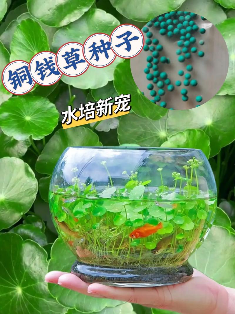 泡沫箱水培铜钱草可行吗？-第3张图片-吾爱花网