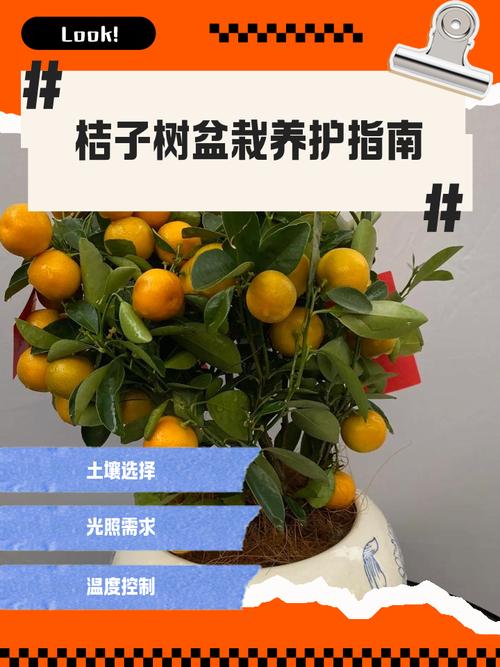 盆栽橘子树如何修剪图-第2张图片-吾爱花网 盆栽橘子树如何修剪图-第2张图片-吾爱花网