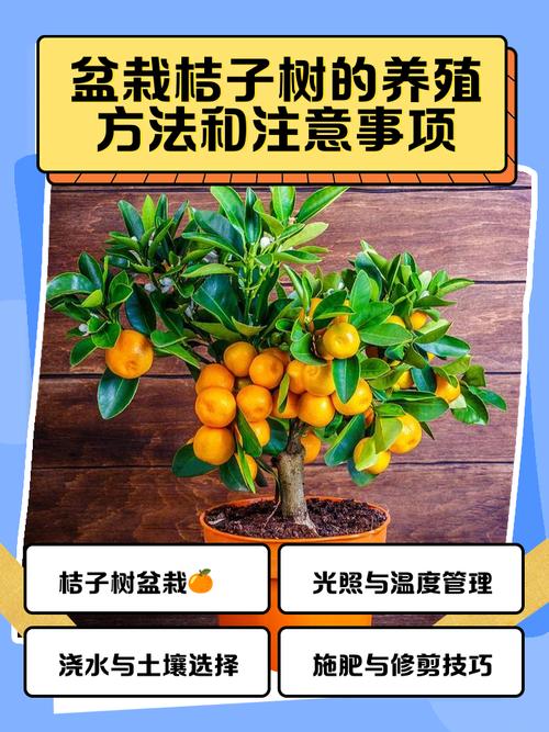 盆栽橘子树如何修剪图-第3张图片-吾爱花网 盆栽橘子树如何修剪图-第3张图片-吾爱花网