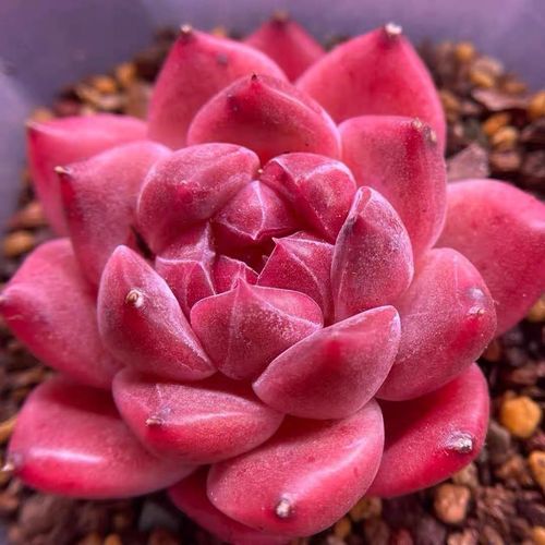 夏天多肉罗宾怎么养护？-第1张图片-吾爱花网