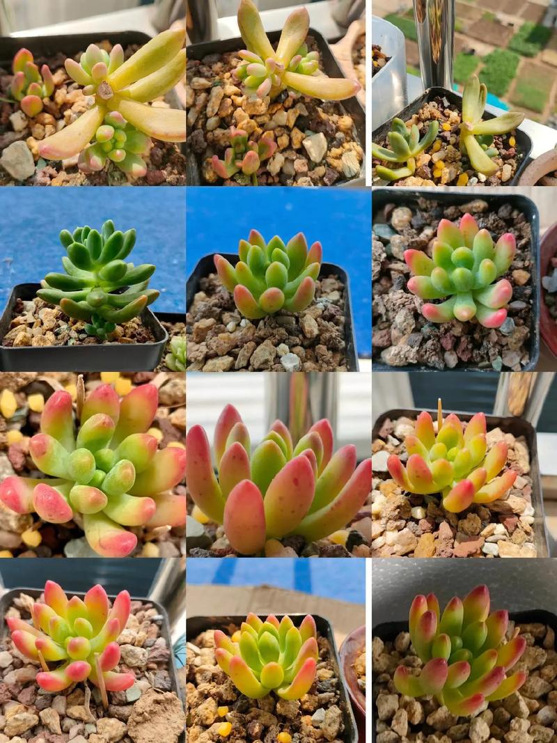 多肉秋季施肥怎么才正确？-第3张图片-吾爱花网