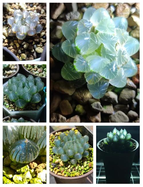 冰晶玉露图片欣赏,养护技巧有哪些?-第1张图片-吾爱花网 冰晶玉露图片欣赏,养护技巧有哪些?-第1张图片-吾爱花网