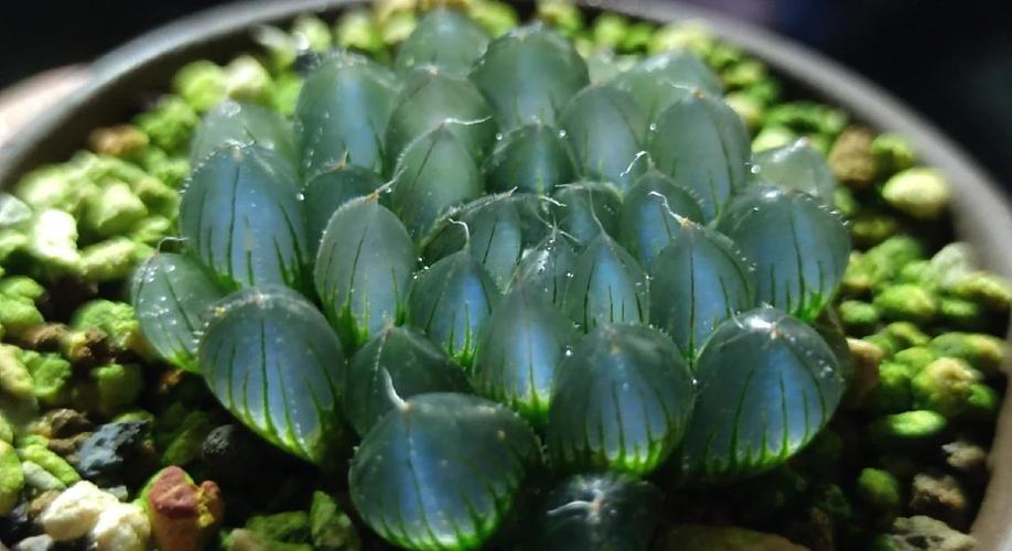 冰晶玉露图片欣赏,养护技巧有哪些?-第2张图片-吾爱花网 冰晶玉露图片欣赏,养护技巧有哪些?-第2张图片-吾爱花网