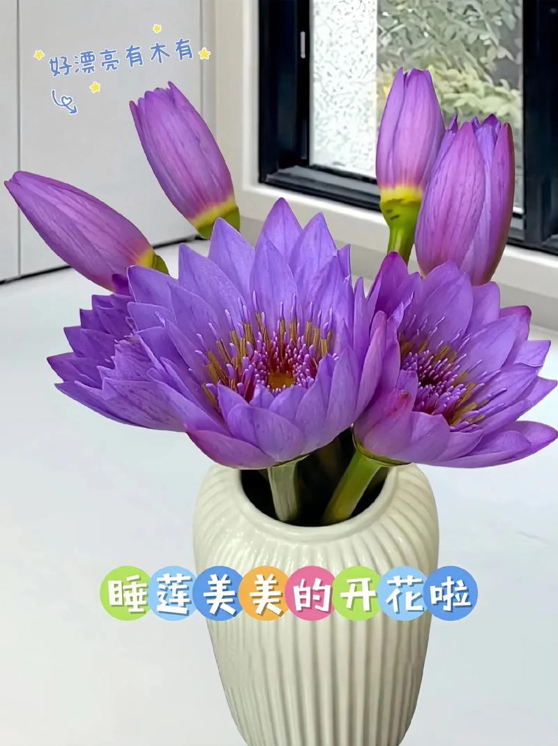 水培睡火莲为何不开花?-第1张图片-吾爱花网 水培睡火莲为何不开花?-第1张图片-吾爱花网