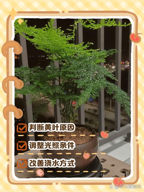 水培文竹发黄怎么办？-第2张图片-吾爱花网