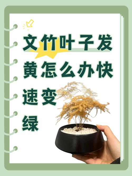 水培文竹发黄怎么办?-第1张图片-吾爱花网 水培文竹发黄怎么办?-第1张图片-吾爱花网