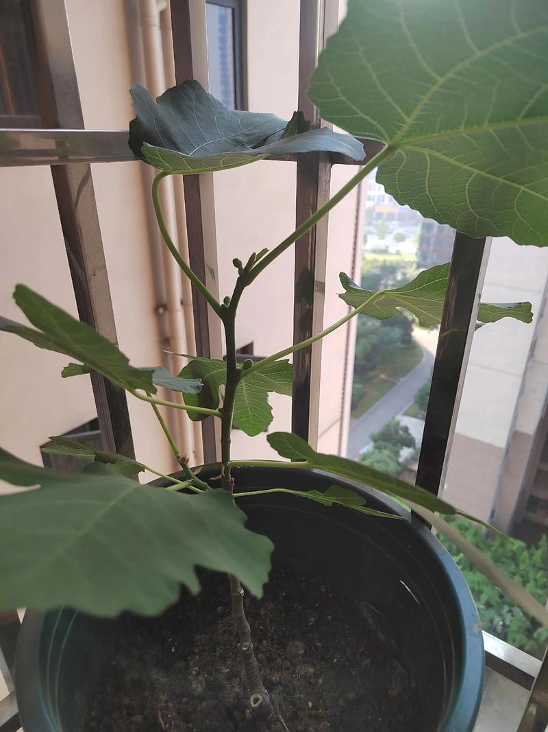 无花果盆栽冬季怎么管理？-第2张图片-吾爱花网